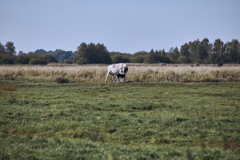 CHRISTIAN BENDEL - MOODS HAUSAMMOOR