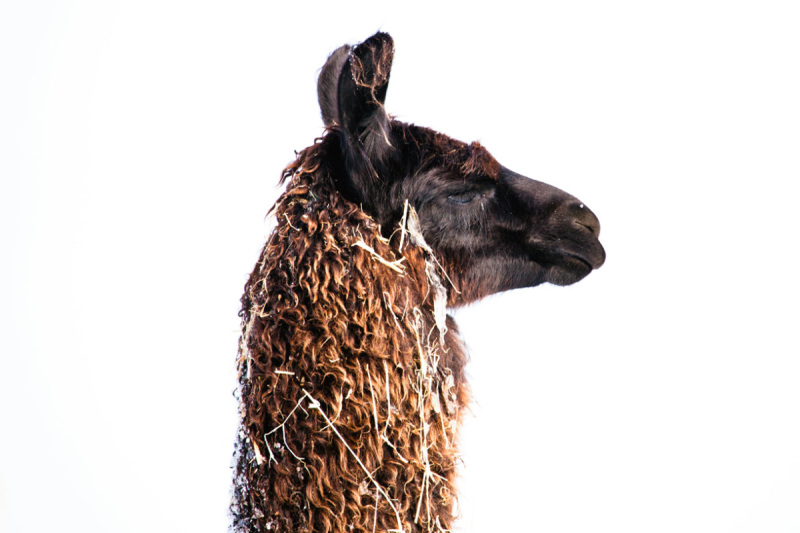 Alpaka-Thueringeti