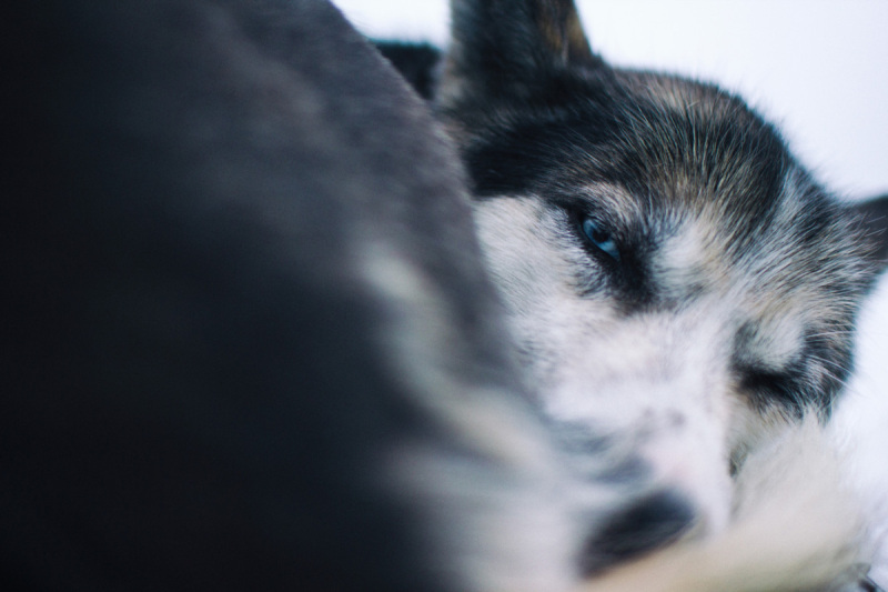 Schlittenhunde